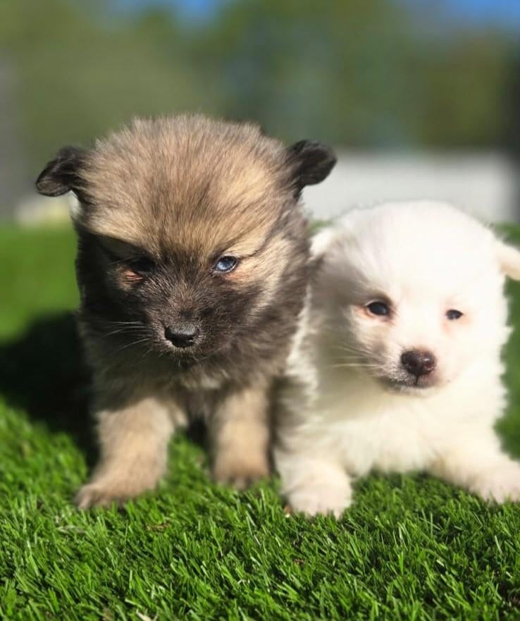 Tekoop leuke Dwergkees pups (pomeriaan), Parvo, Nederland, Overige rassen, 8 tot 15 weken