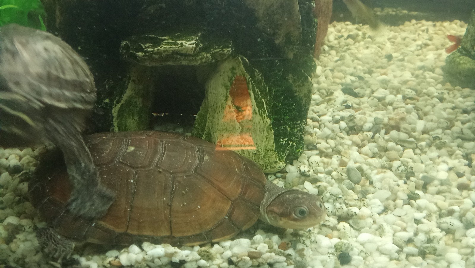 afrikaanse zijnek schildpad, Dieren en Toebehoren, Reptielen en Amfibieën, Schildpad, 0 tot 2 jaar