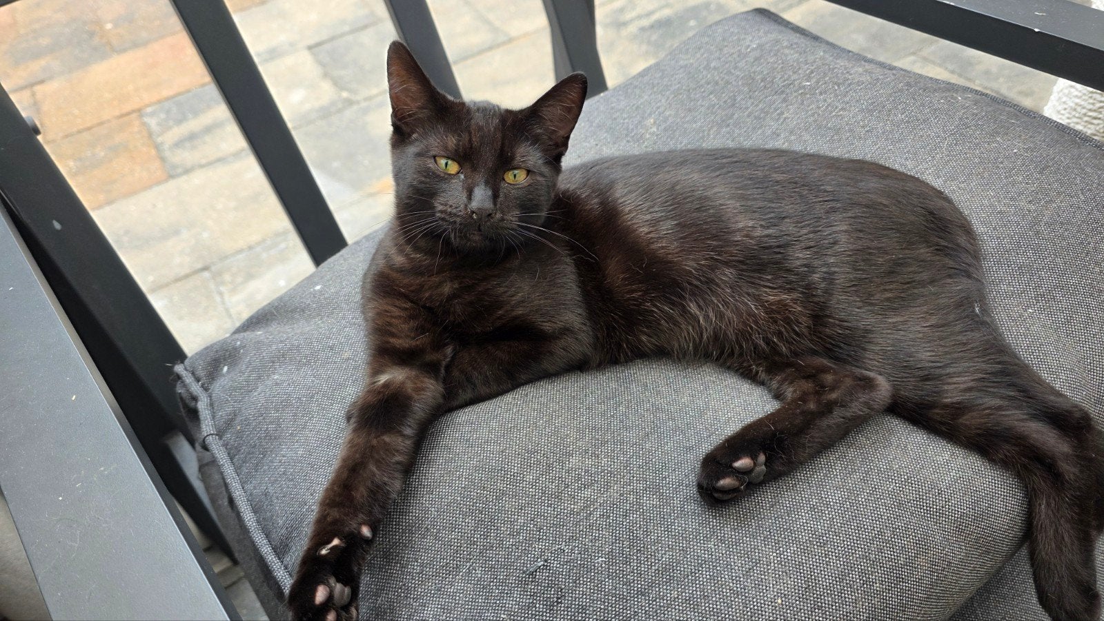 Lief poezenmeisje, Poes
