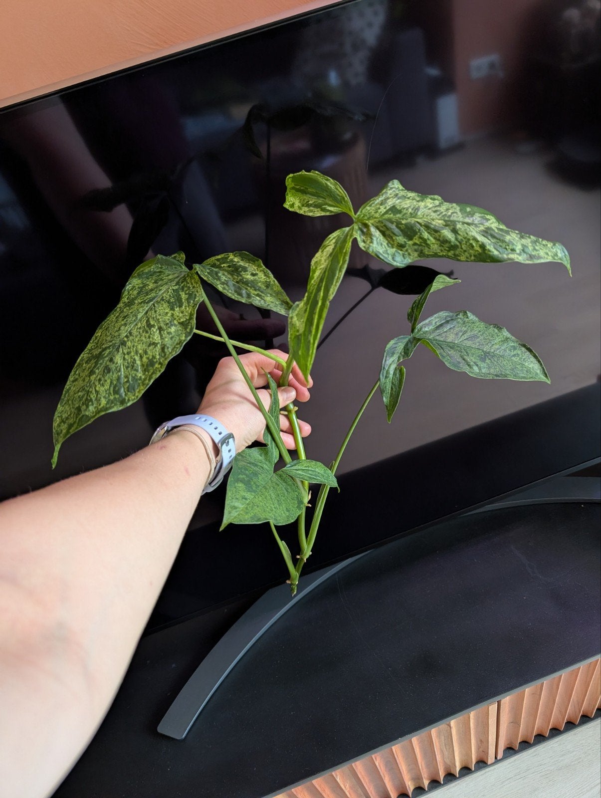 Synchonium mottled mojito kopstek, Ophalen of Verzenden, Overige soorten, Volle zon