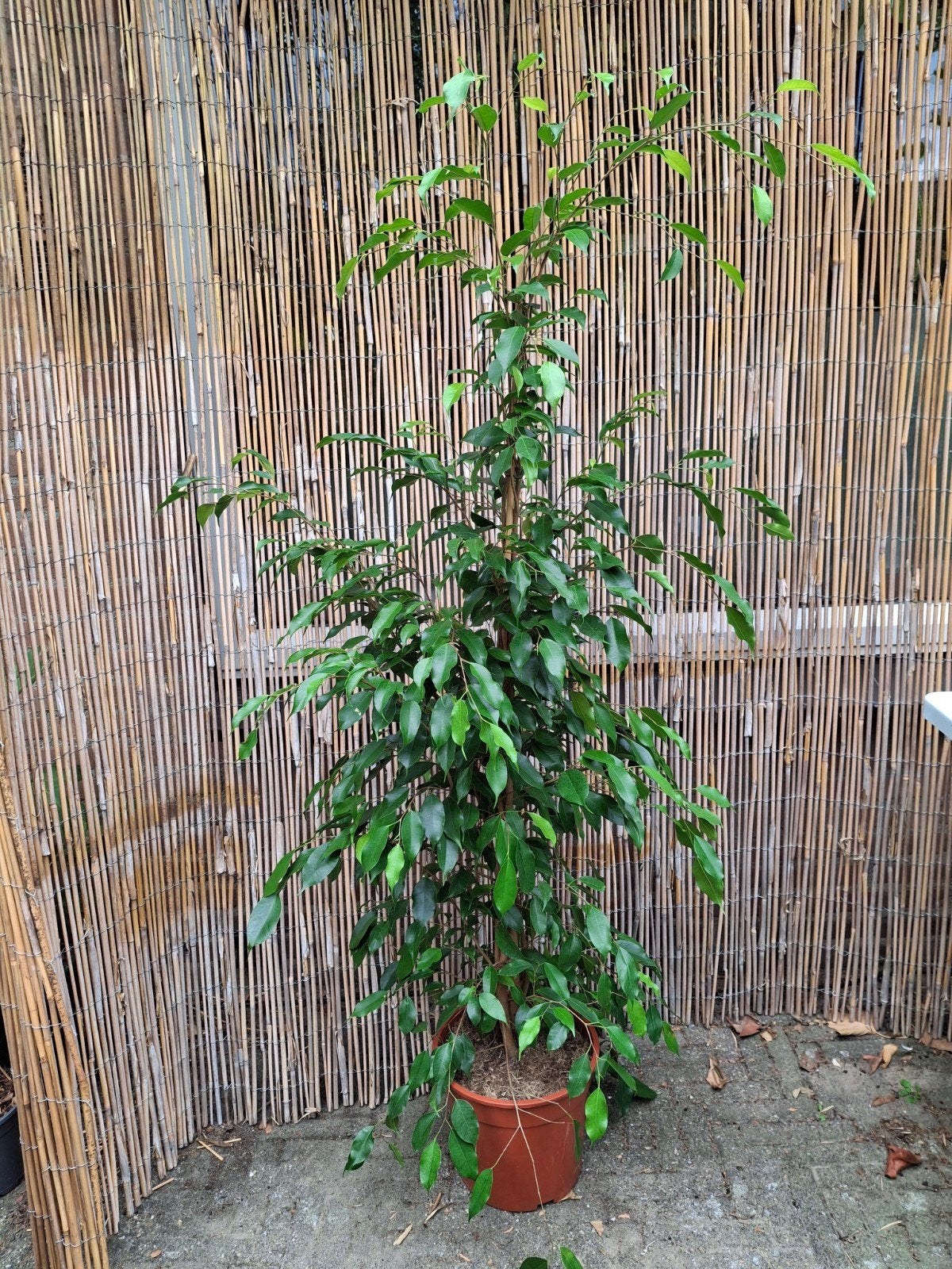 Grote Ficus Danielle 140cm hoog, Ophalen, Ficus, 100 tot 150 cm, Halfschaduw