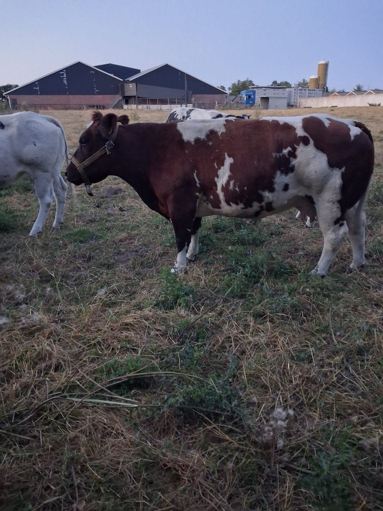 rood dikbil span, Meerdere dieren