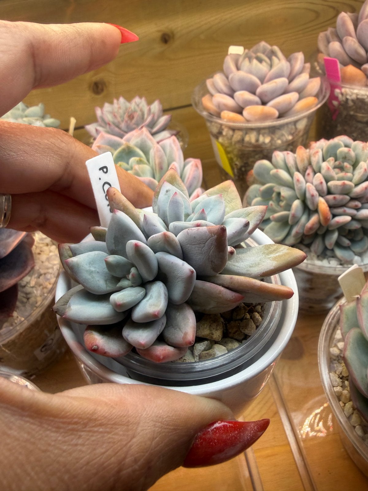 Pachyphytum Convor 6cm - Unieke Vetplant, Overige soorten, Volle zon, Vaste plant, Verzenden