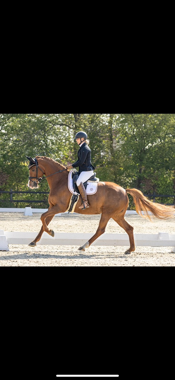 Talentvolle 10 jarige stermerrie Governor x Uphill, Dieren en Toebehoren, Paarden, Merrie, Z, 165 tot 170 cm, 7 tot 10 jaar, Dressuurpaard