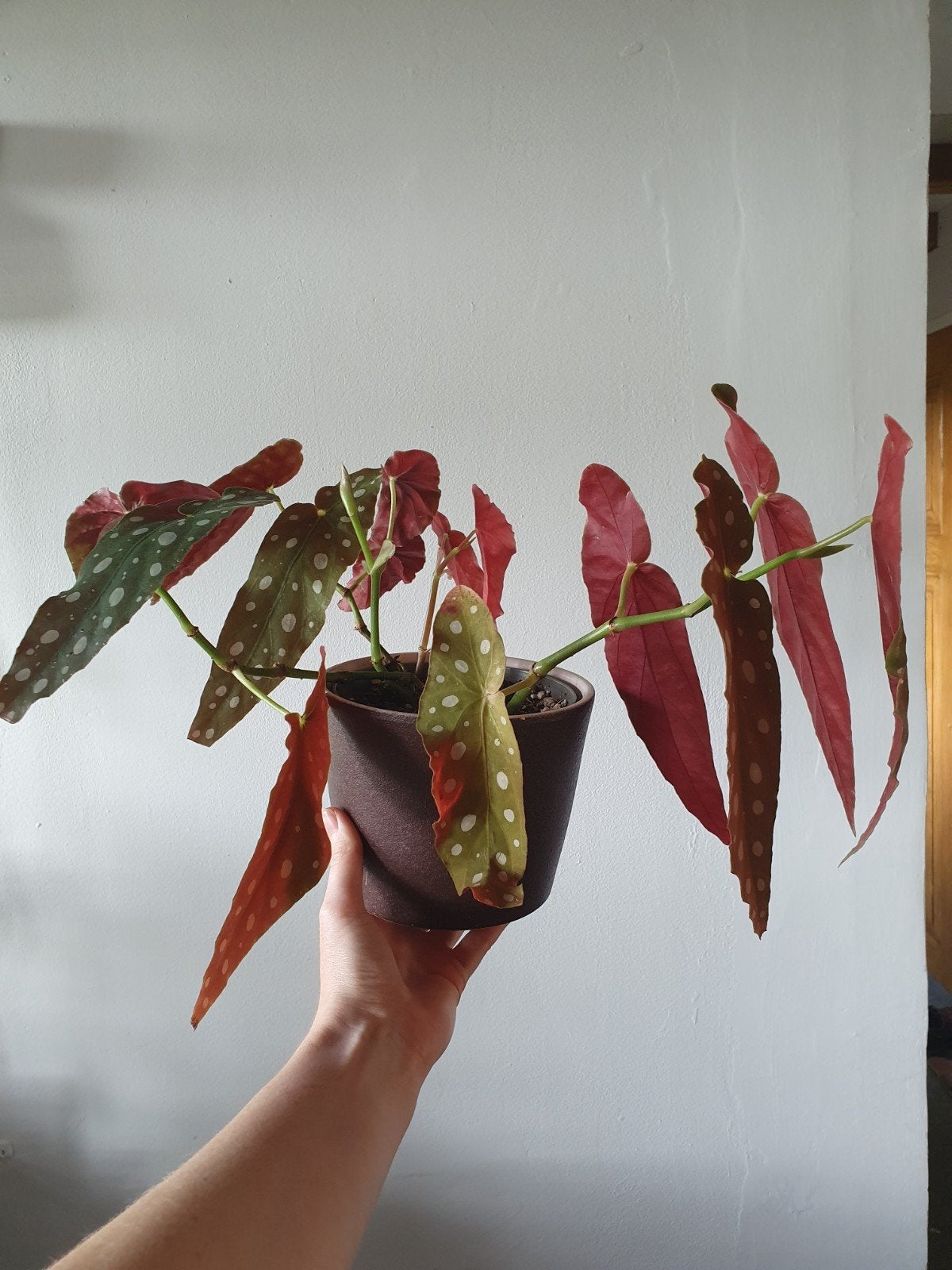 Stippen begonia - begonia maculata, Bloeiende kamerplant, Ophalen, Overige soorten, Minder dan 100 cm