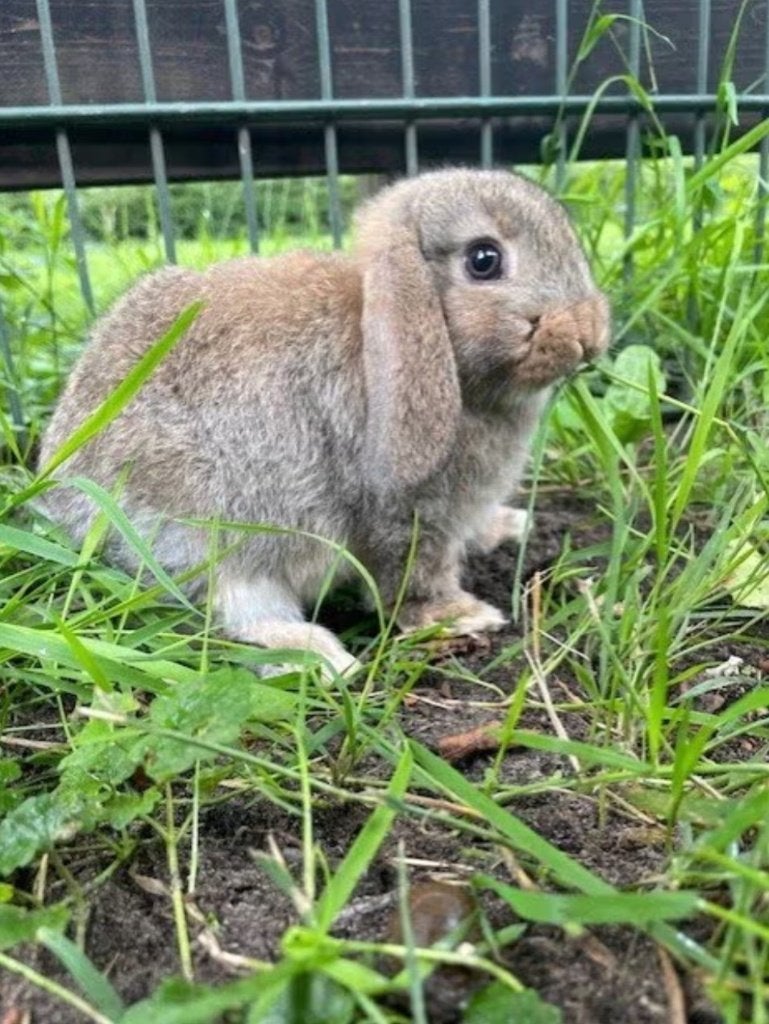 2  tamme wildkleurige hangoor dwergjes (rammen), Dieren en Toebehoren, Konijnen, Mannelijk, Klein, Hangoor, 0 tot 2 jaar