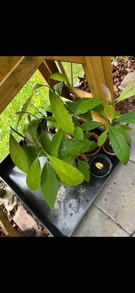 Diverse Avocado Planten - Verschillende Groottes, Tuin en Terras, Planten | Tuinplanten, Vaste plant, Ophalen of Verzenden, Bloeit niet