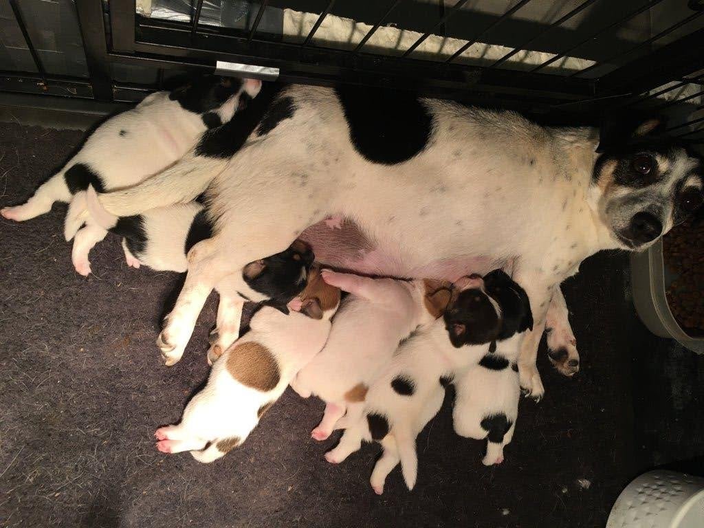 jackrussel pups, Dieren en Toebehoren, Honden | Jack Russells en Terriërs, Meerdere dieren, Jack Russell Terriër, Particulier