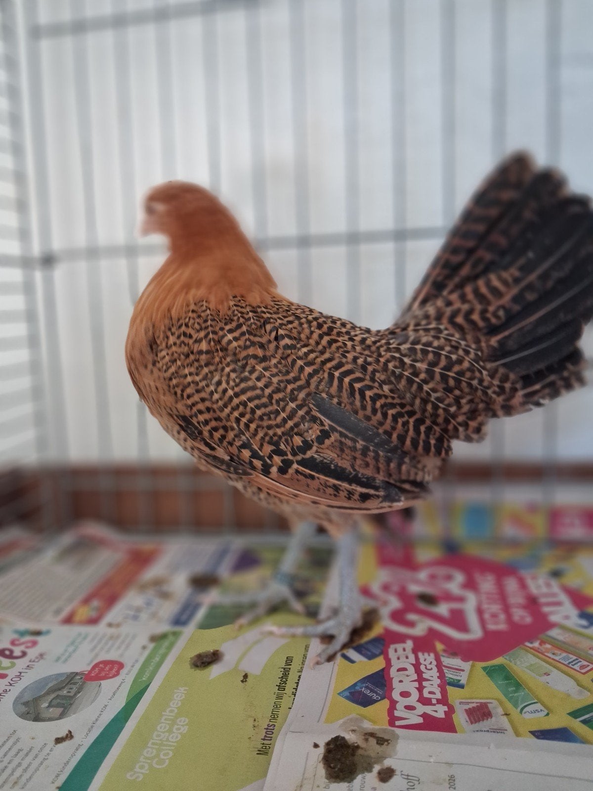 Assendelft kippen 3 hennen en haan ( boeren geeltje) goudpel, Meerdere dieren, Kip