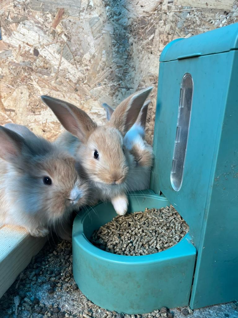 Jonge vlaamse reus konijntjes, Dieren en Toebehoren, Konijnen, Meerdere dieren, Groot