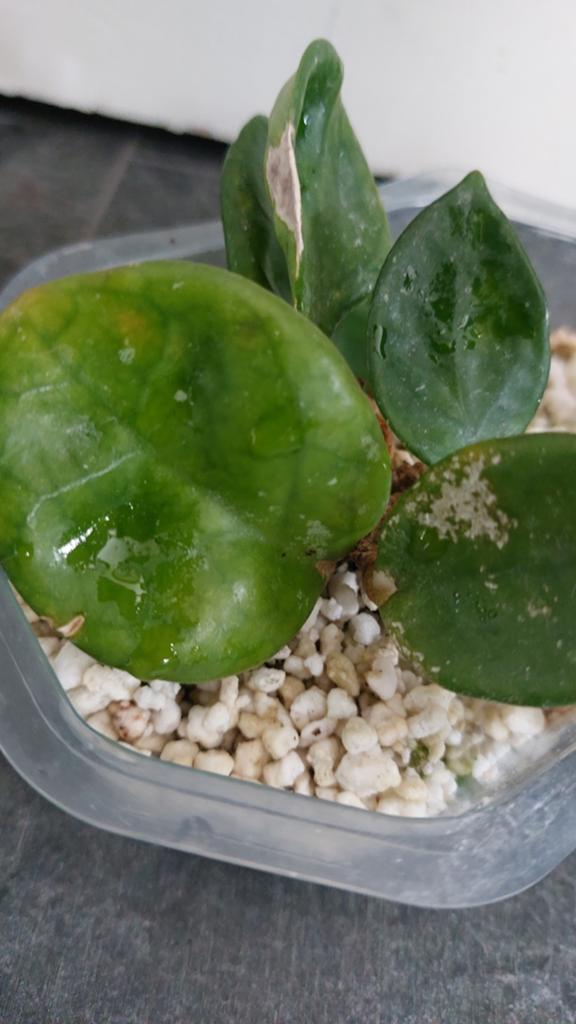 Hoya chouke, Huis en Inrichting, Kamerplanten, Ophalen of Verzenden, Halfschaduw, Minder dan 100 cm