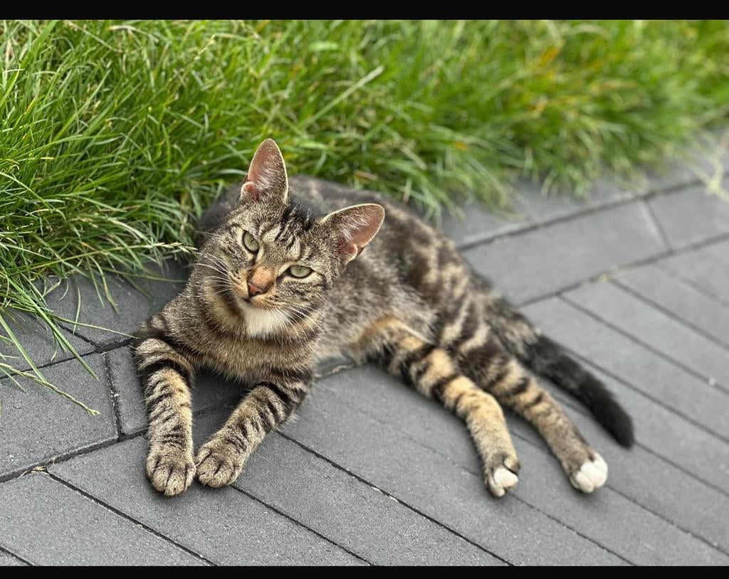 VERMIST - KAT (Mia), Kat