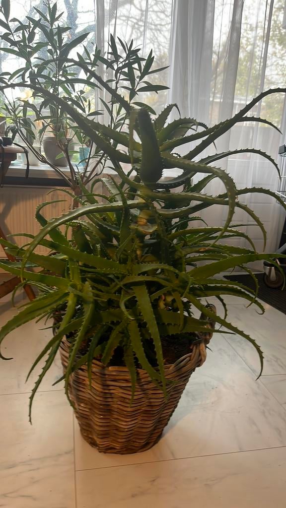 Aloë arborescens (Kandelaaraloë) Vera., Vetplant, In pot, Minder dan 100 cm, Bloeiende kamerplant