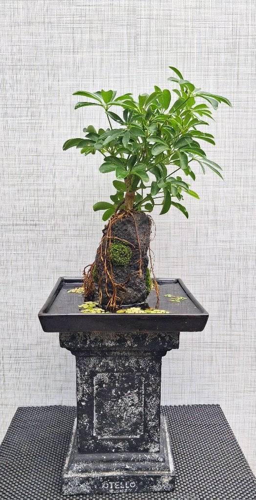 Bonsai Vingerplant Op steen In ‘Vijver’+Waterpl.-Schefflera, Tuin en Terras, Planten | Bomen, Bloeit niet, Halfschaduw, Overige soorten