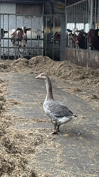 Gans, Dieren en Toebehoren, Meerdere dieren, Kip