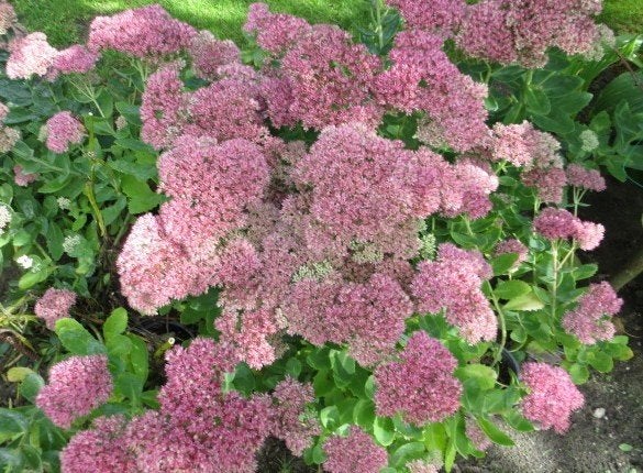 Sedum vaste tuinplant per pot 1,50 euro ophalen, Tuin en Terras, Vaste plant, Halfschaduw, Herfst, Ophalen