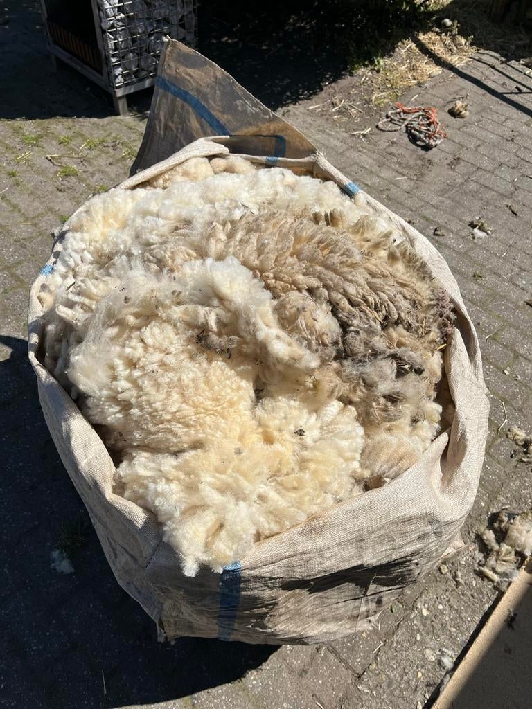 Suffolk schapenwol, Meerdere dieren, Schaap