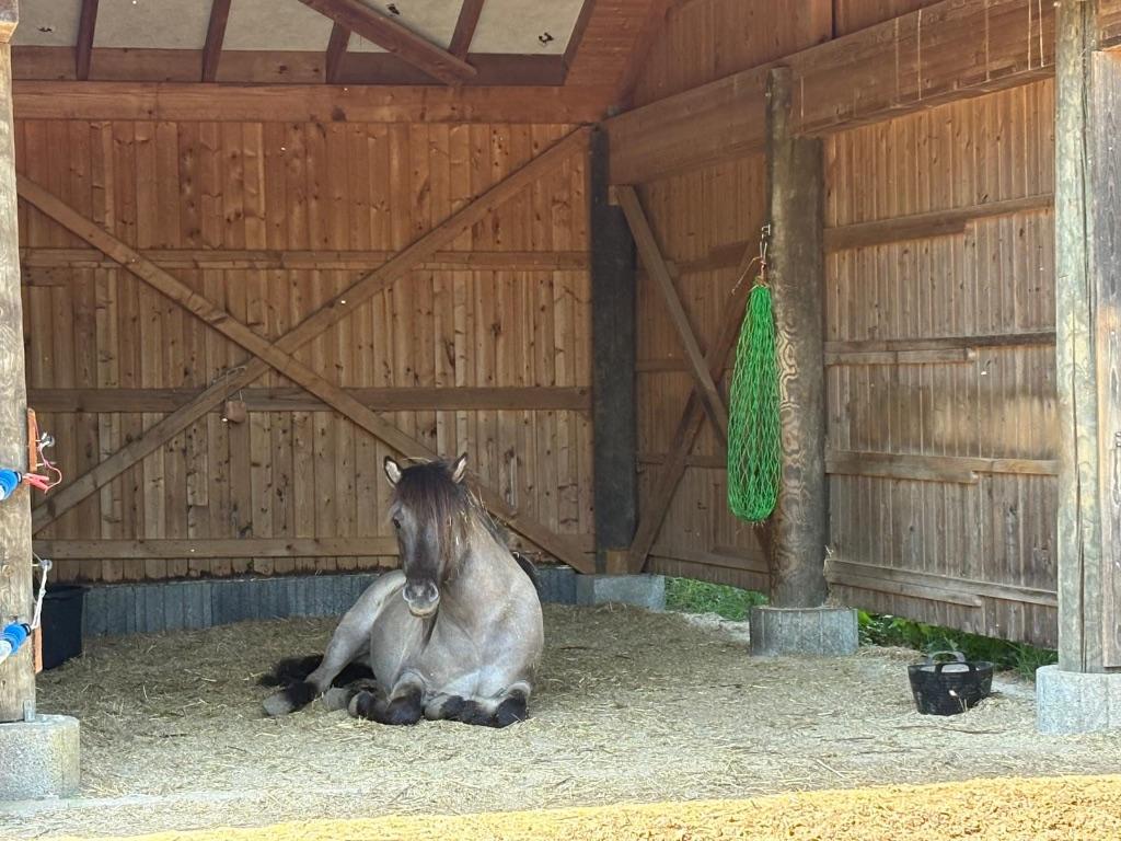 Kleine paddockstal met plek voor een lieve ruin, Dieren en Toebehoren, Weidegang, 1 paard of pony