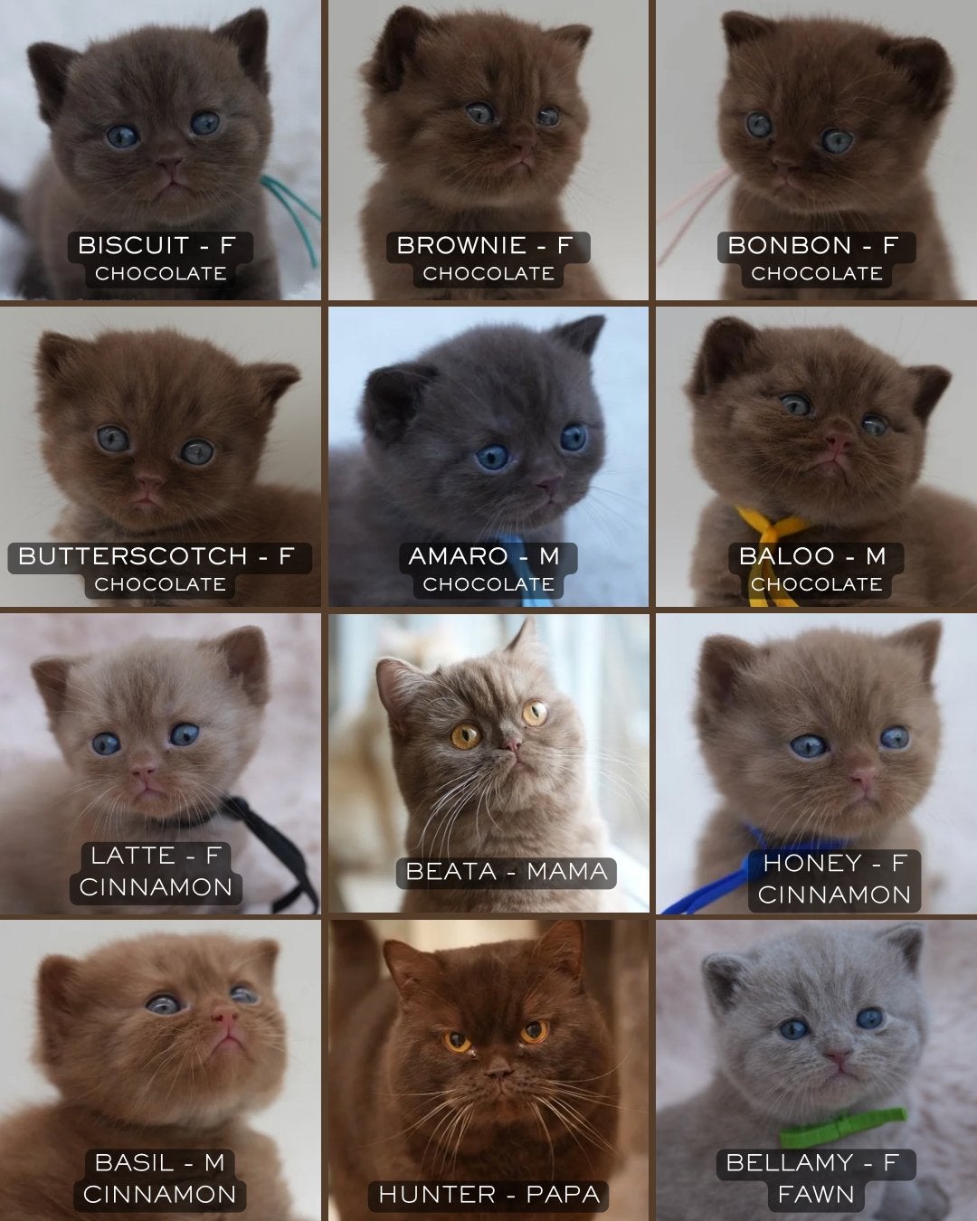 British Shorthair Cinnamon + Chocolate + Fawn, Poes, Met stamboom, 0 tot 2 jaar