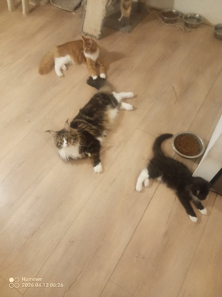 Russische Maine Coon kitten, Poes, Ontwormd, 0 tot 2 jaar