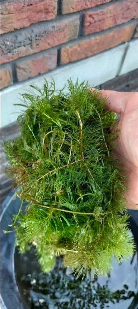 Hoornblad vijverplant, Ophalen