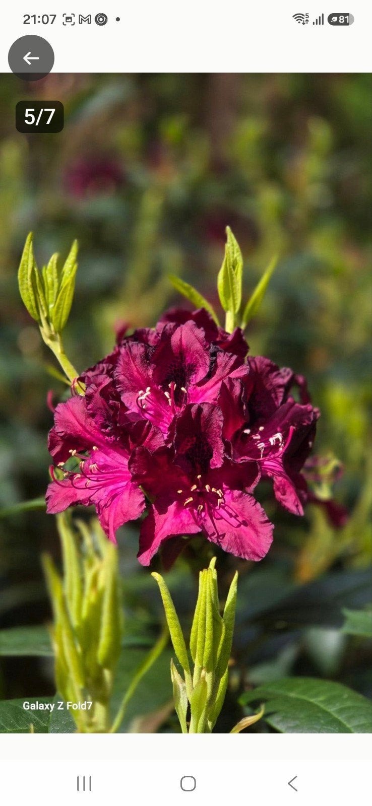 Prachtige Rododendrons - Diverse Kleuren, Vaste plant, Halfschaduw, Lente, Ophalen