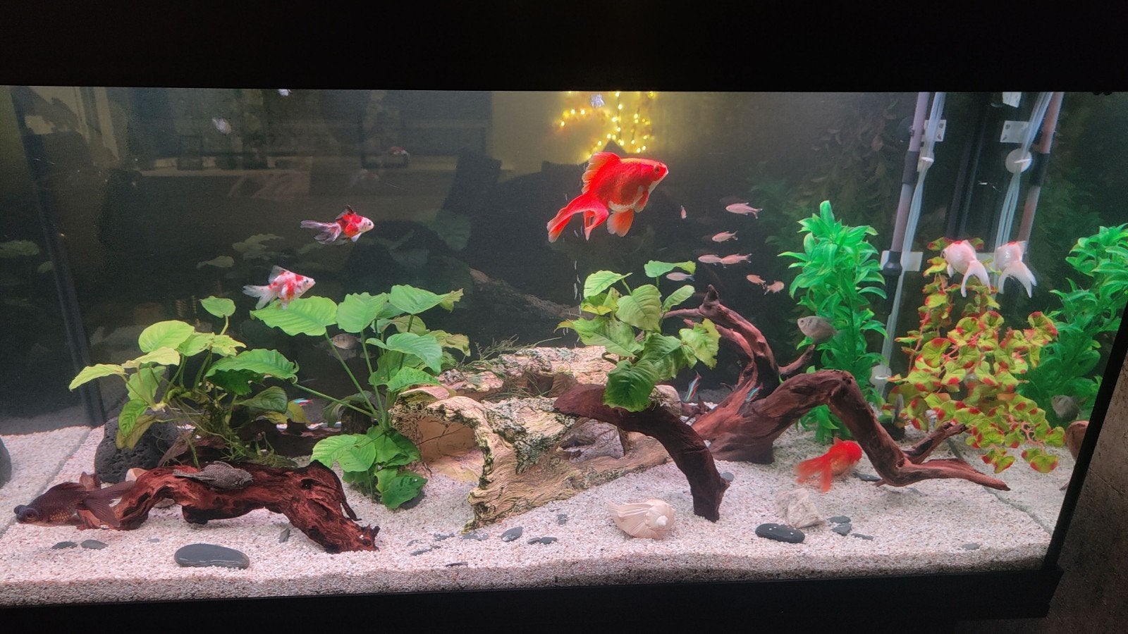 Juwel Rio 350L aquarium met pomp en heater, Ophalen, Gebruikt, Inclusief deksel, Leeg aquarium