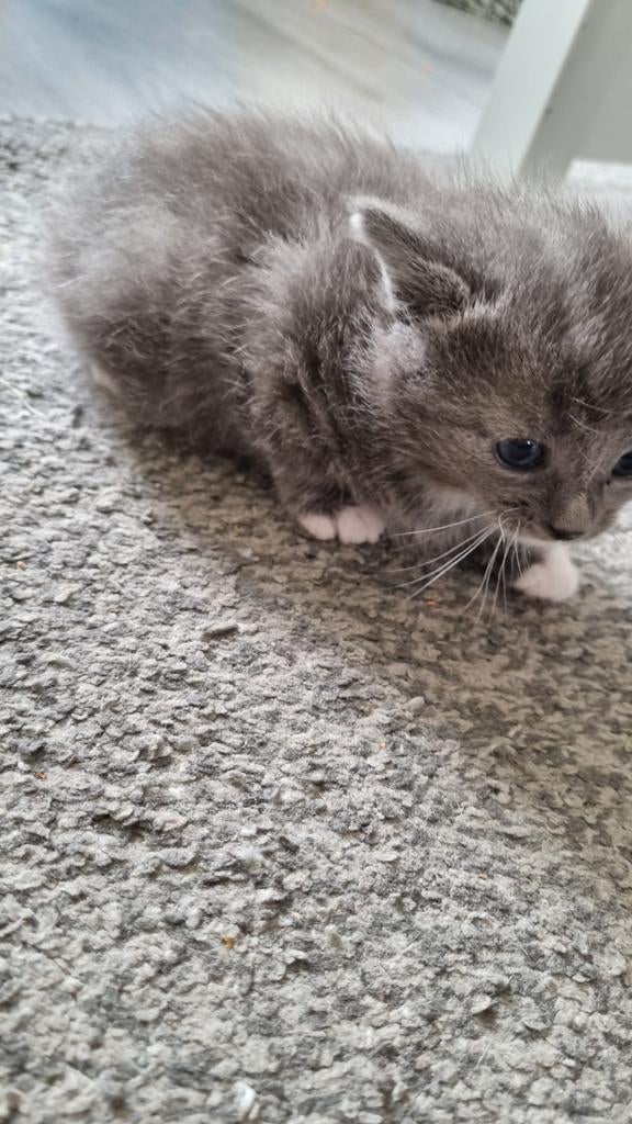 een vrouwelijke kat, Poes