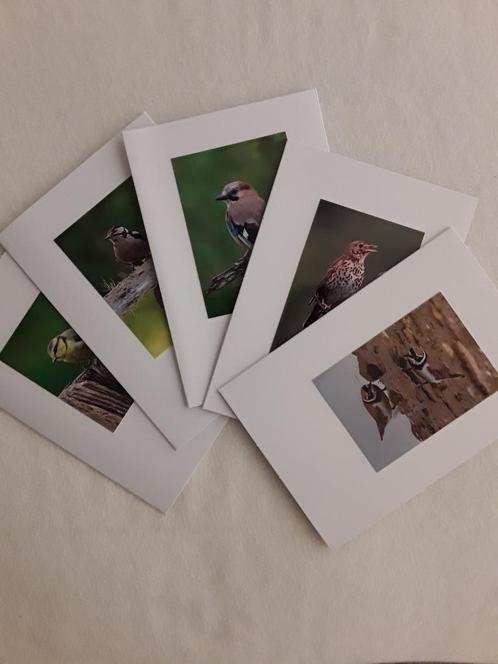 Set van 5 dubbele kaarten inclusief envelop. Thema vogels. 5, Verzenden, Nieuw