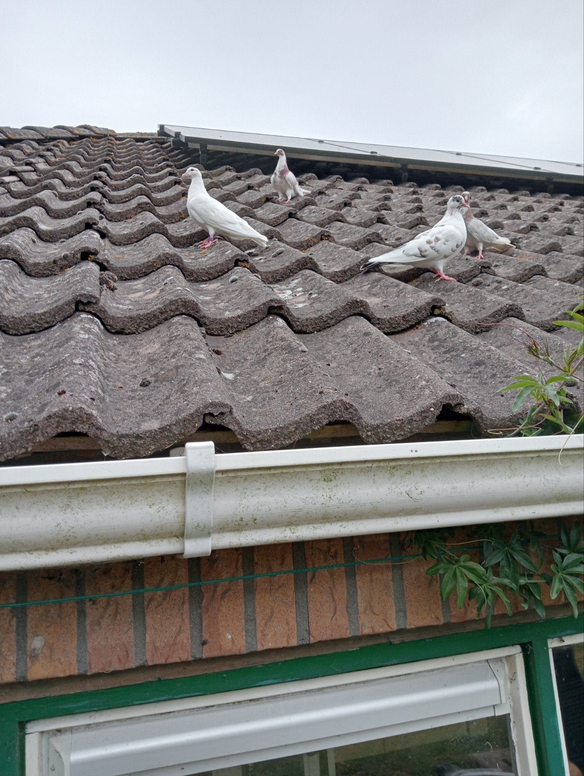 kumrus, Meerdere dieren, Overige soorten