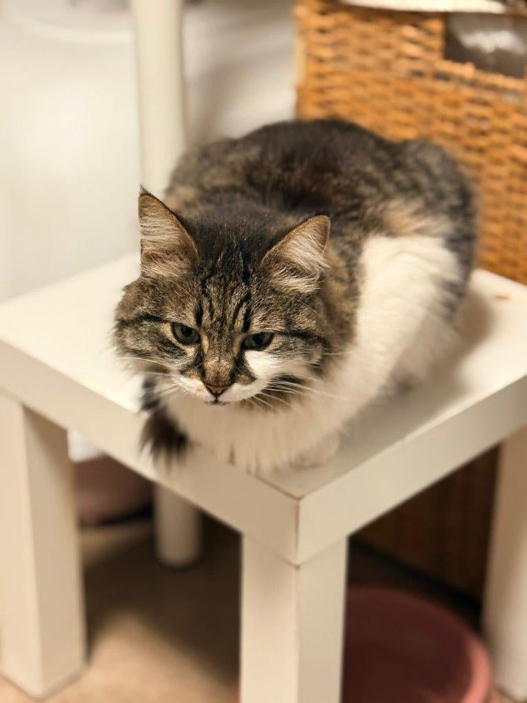 Cat for adoption: Musya, Dieren en Toebehoren, Katten en Kittens | Overige Katten, Poes, Langharig, 0 tot 2 jaar