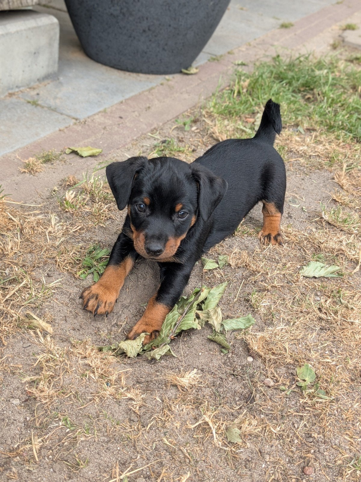 Prachtige black and tan jack Russel pups reutjes, Dieren en Toebehoren, Honden | Jack Russells en Terriërs, Jack Russell Terriër