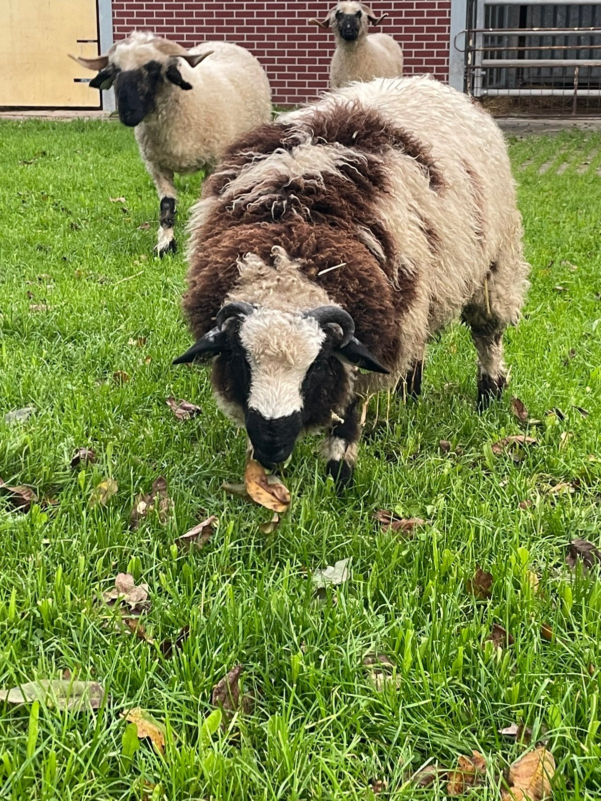 Mooie kruising ram, Mannelijk, Schaap