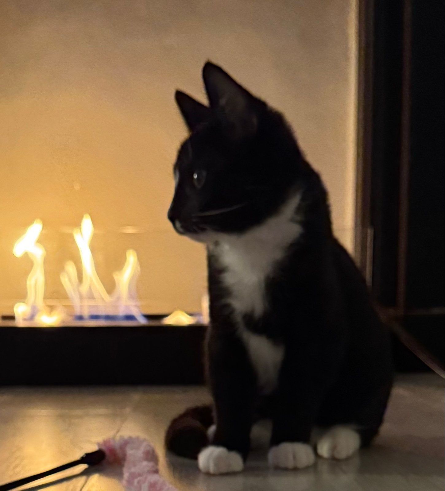 Tommy zoekt zijn gouden mandje – met een kittenvriendje!