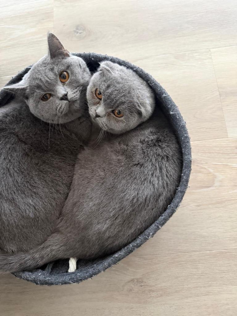 Twee Britse Korthaar katten zoeken een nieuwe thuis 🐱, Dieren en Toebehoren, Katten en Kittens | Raskatten | Korthaar, Kater