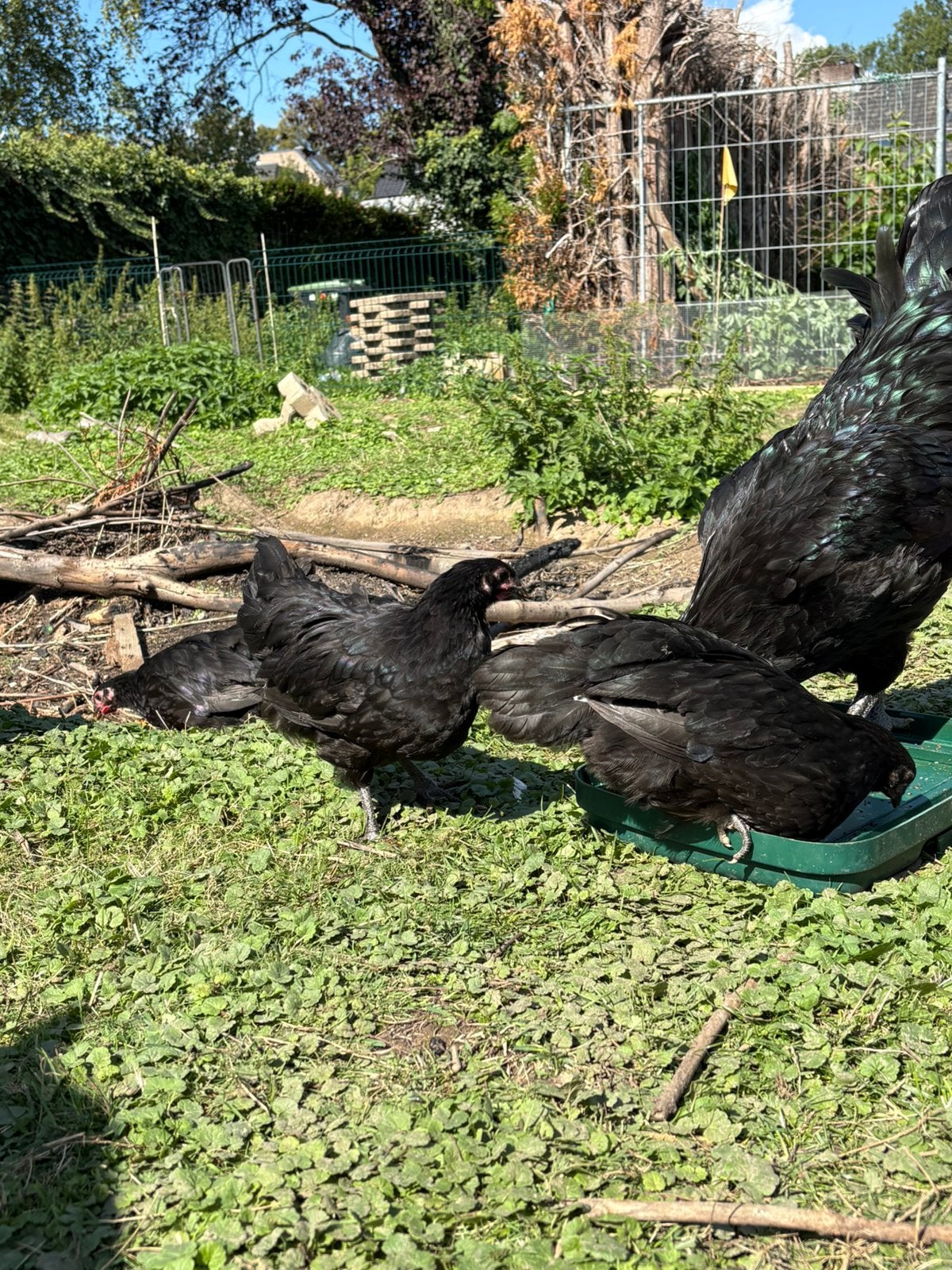 Australorp haan groot zwart tentoonstellings lijn, Mannelijk, Kip