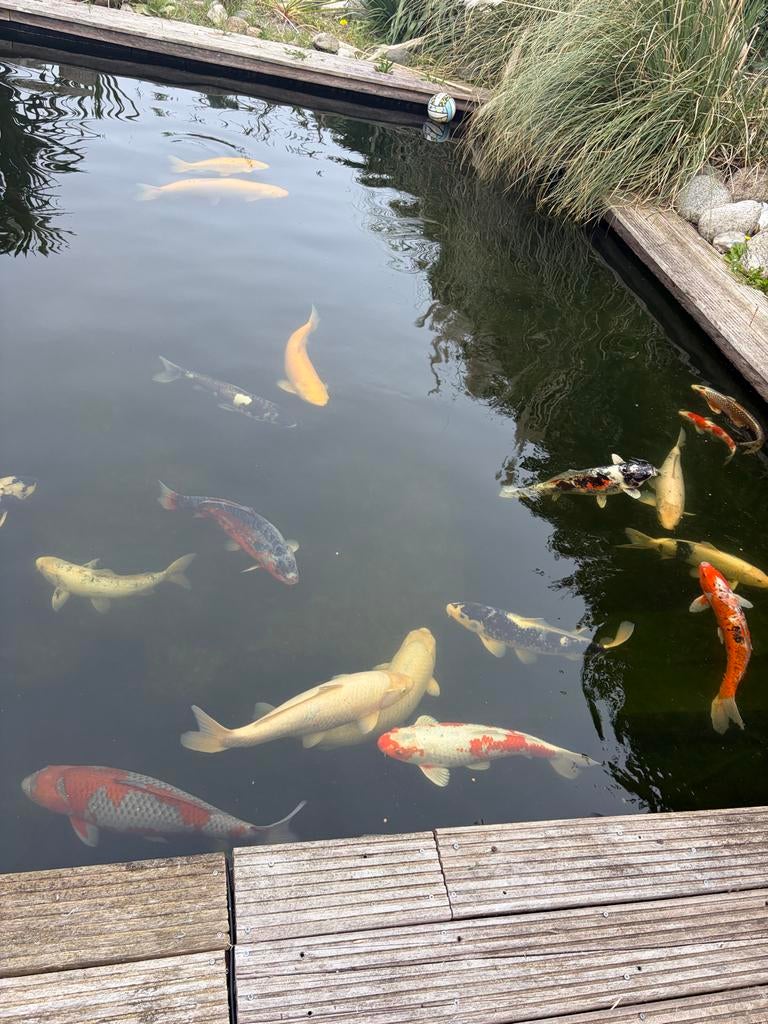 Koi karper vissen, pomp en toebehoren 1000., Dieren en Toebehoren, Karper of Koi