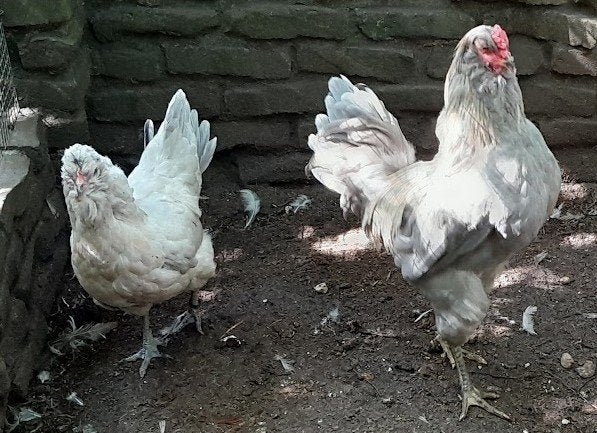 Koppel araucana, Dieren en Toebehoren, Meerdere dieren, Kip