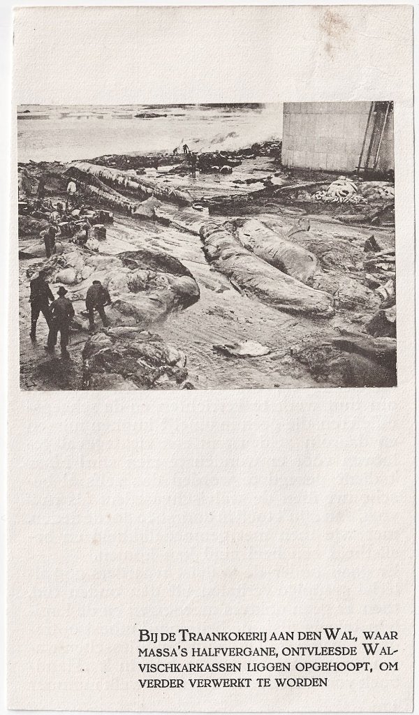 Knipsel / Prent - Walvis 4 - Walvisvaart Walvisjacht Jacht, Ophalen of Verzenden, Voor 1920, Overige thema's