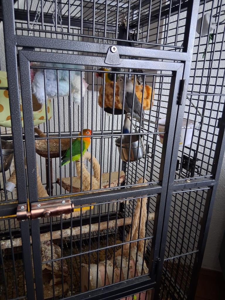 Te koop, complete vogelkooi