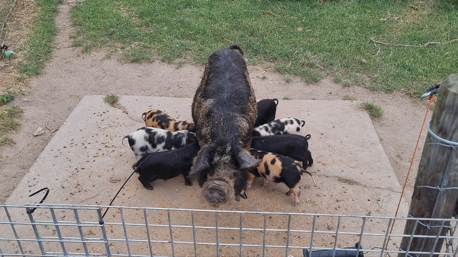 Super leuke Kune Kune biggetjes, Meerdere dieren, Varken
