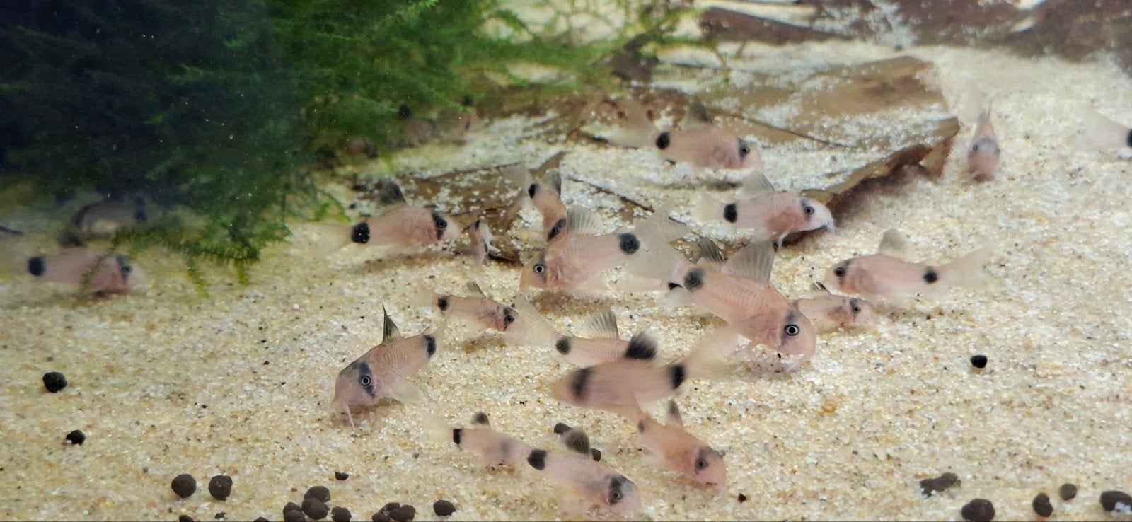 Corydora Panda, Dieren en Toebehoren, Vis, Zoetwatervis, Schoolvis