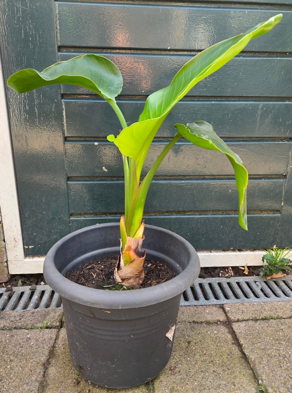 Strelitzia paradijsvogel plant ca 60 cm, Huis en Inrichting, Ophalen, In pot, Halfschaduw, Minder dan 100 cm