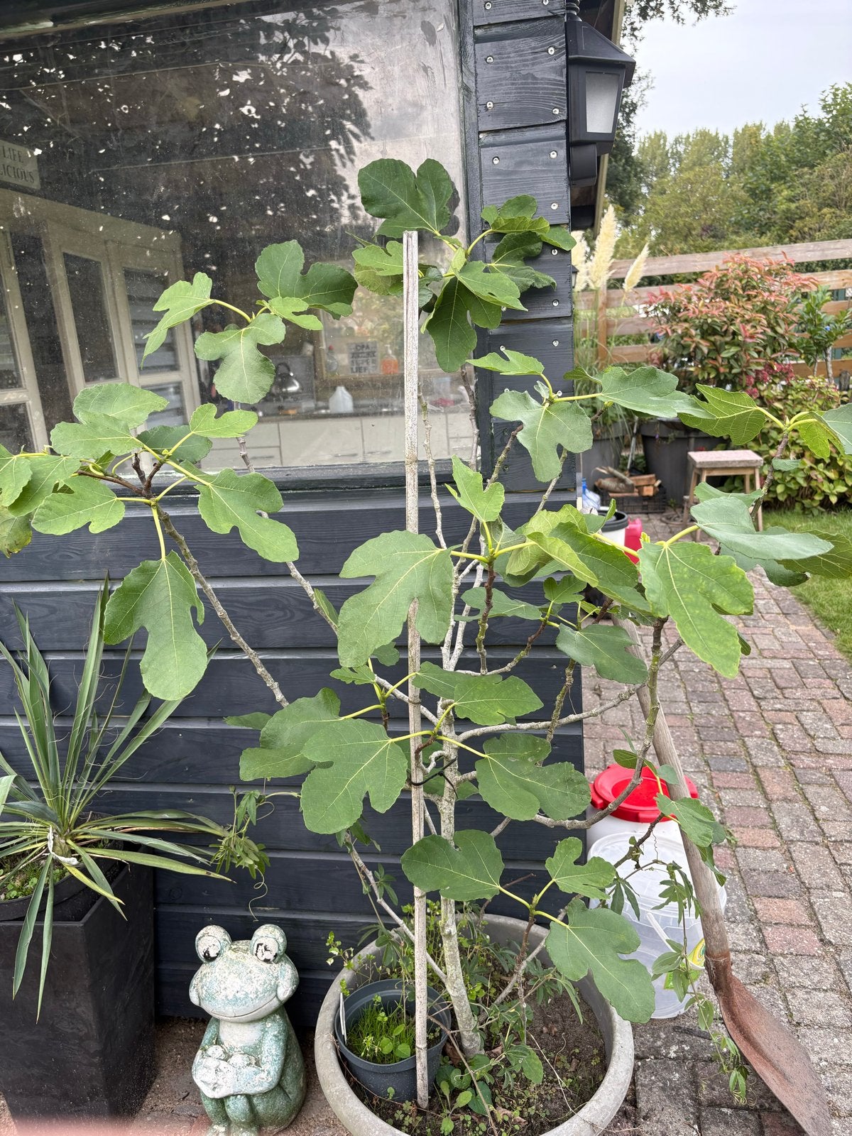 Grote Vijgenboom in Pot - Ideaal voor Terras of Tuin, Ophalen, Volle zon, Vaste plant, Zomer
