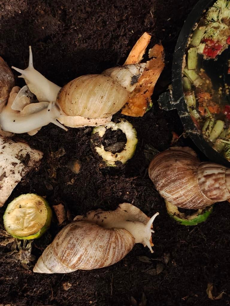achatina fulica 5x, Dieren en Toebehoren, Januari, Meerdere dieren
