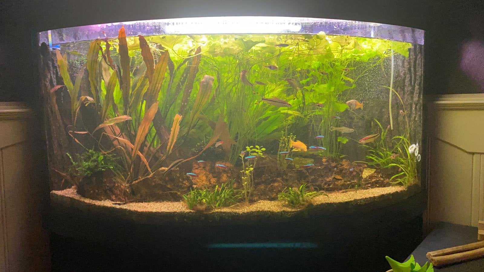 Aquarium Trigon 350, Dieren en Toebehoren, Ophalen, Gebruikt, Gevuld zoetwateraquarium, Juwel