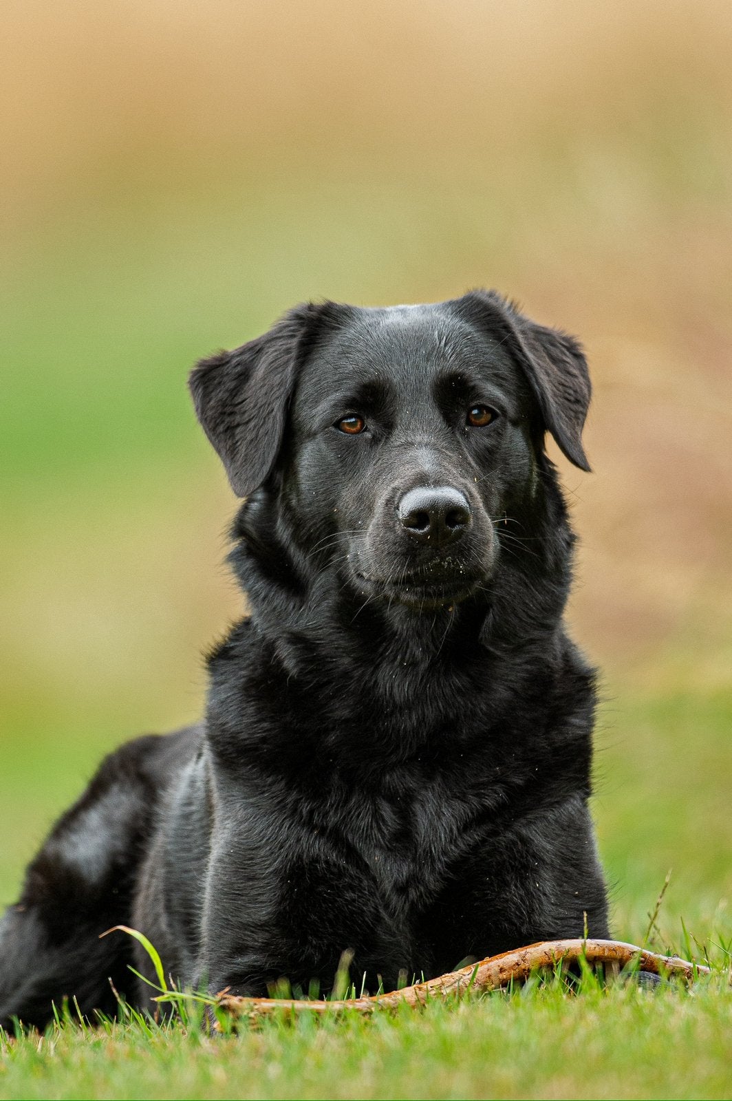 Puppies op komst! Labrador x Zwitserse (witte) herder, 8 tot 15 weken, Geslacht onbekend, Meerdere, Nederland