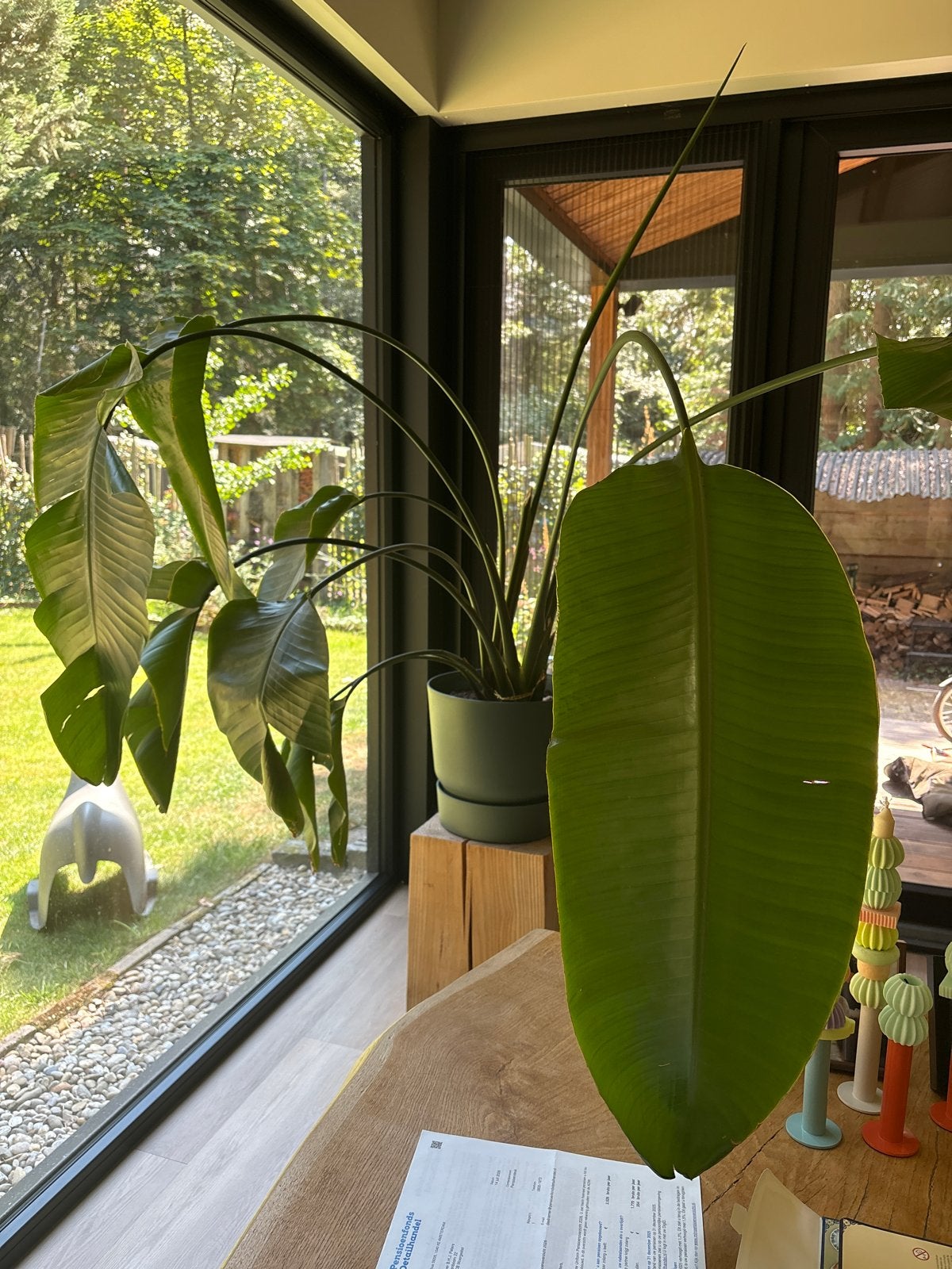 Grote Strelitzia in Elho pot, Ophalen, Overige soorten, Halfschaduw, In pot