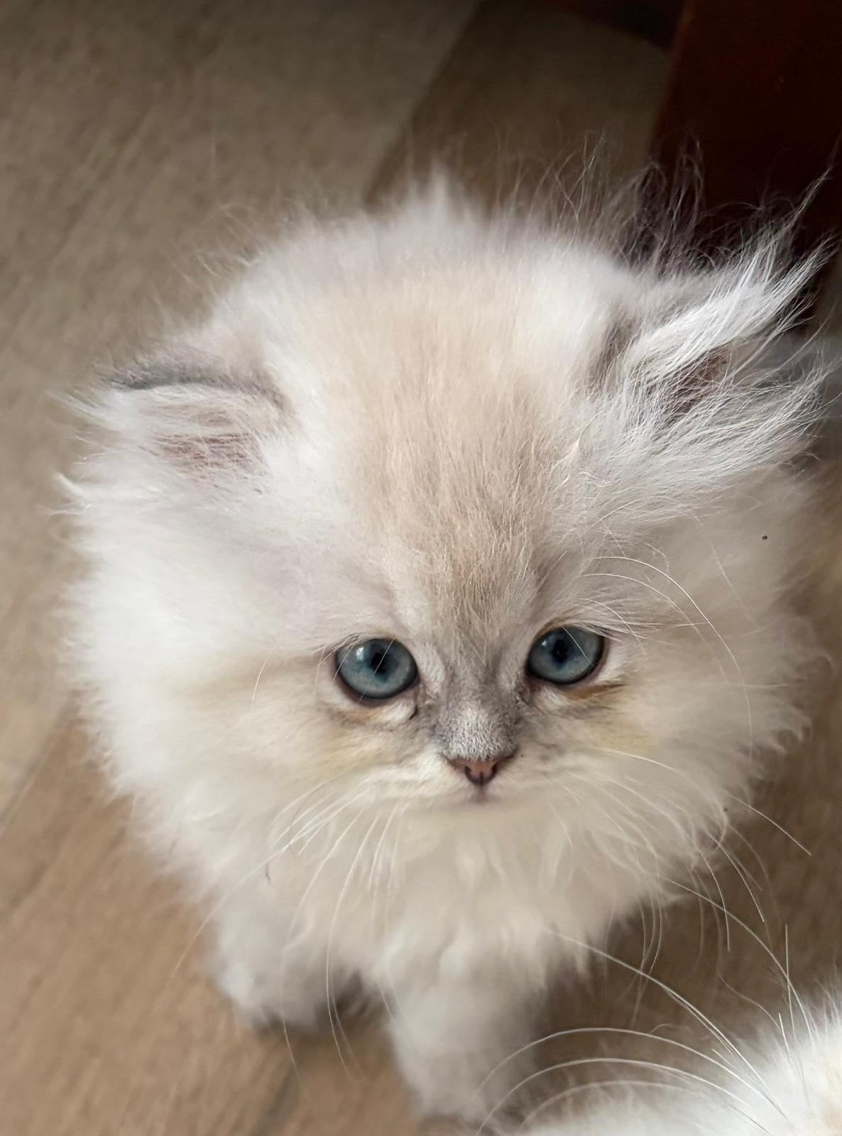 Perzische kittens te koop!, Dieren en Toebehoren, Katten en Kittens | Raskatten | Langhaar, Meerdere dieren, 0 tot 2 jaar