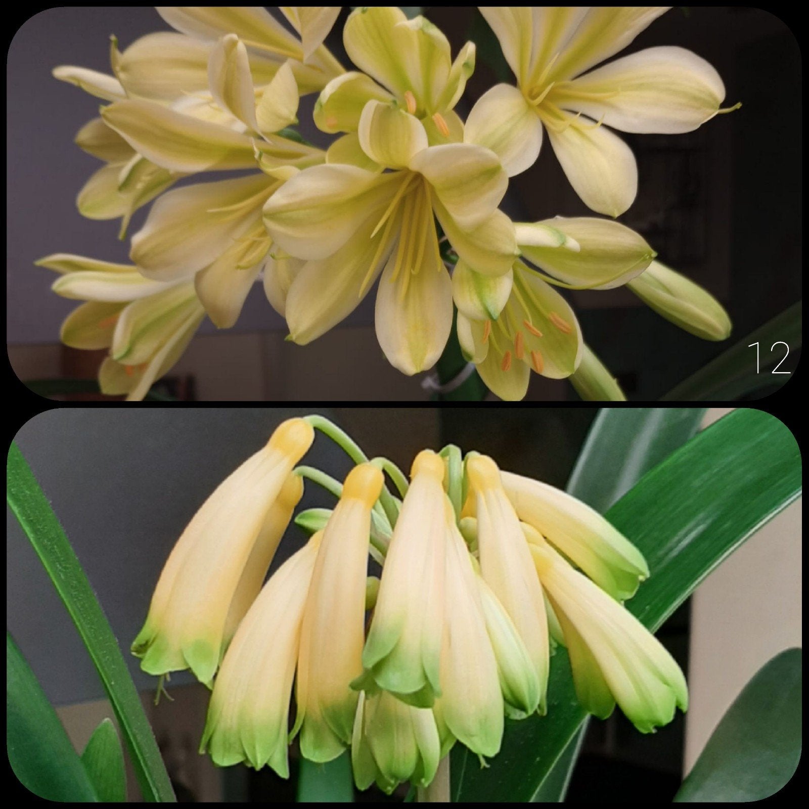 Clivia kruising Yellow Emerald green x Gardinii Yellow., Bloeiende kamerplant, Ophalen of Verzenden, Volledige schaduw, Minder dan 100 cm